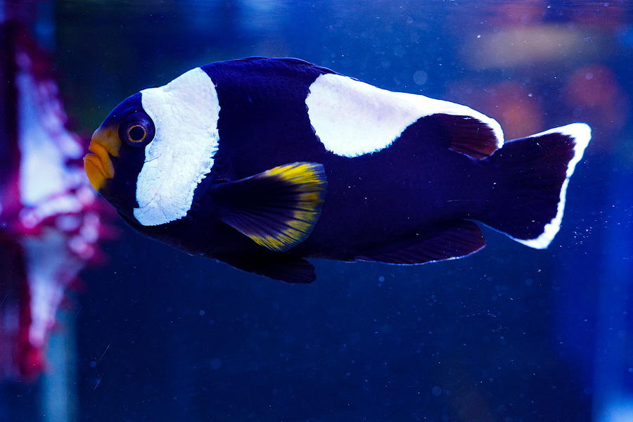 Baby Shark: в Музее Мирового океана родились «акулята-котята» (фото)