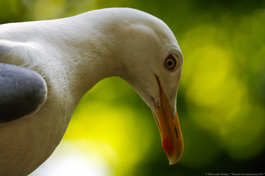 Россельхознадзор попросил Антона Алиханова разобраться со скоплением чаек на свалках