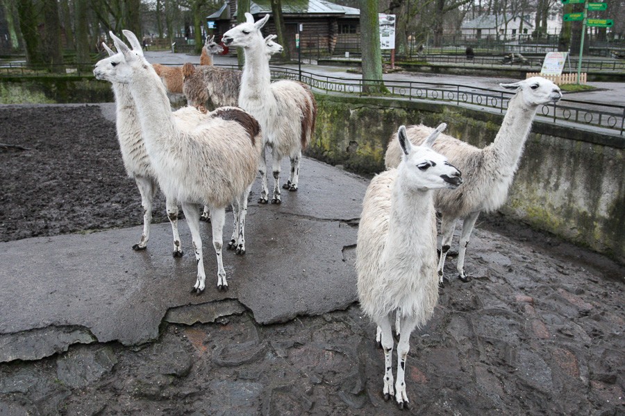 Фото — Виталий Невар, «Новый Калининград»