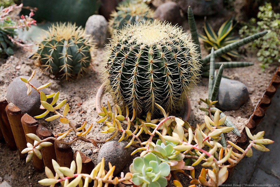 Дом для кактусов: в Ботаническом саду Калининграда открыли оранжерею (фото)