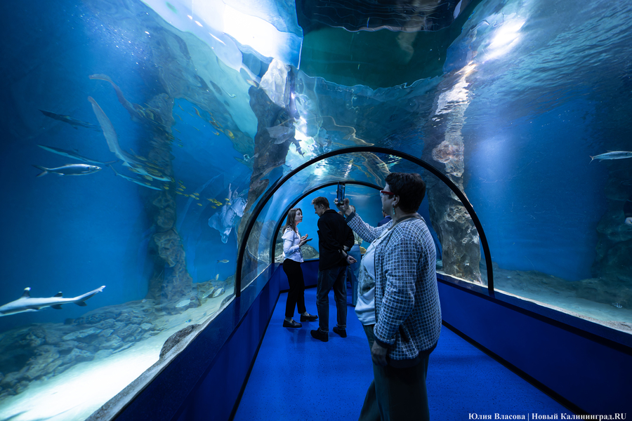 «Земля убывает»: как в Калининграде прошло официальное открытие «Планеты Океан»