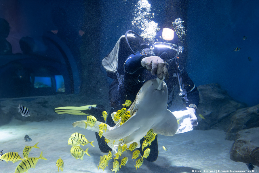 «Земля убывает»: как в Калининграде прошло официальное открытие «Планеты Океан»