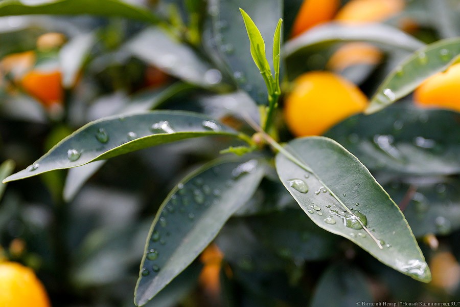 Дом для кактусов: в Ботаническом саду Калининграда открыли оранжерею (фото)