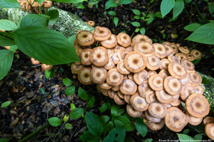 Они пошли: фоторепортаж с открытия «тихой охоты» в Калининградской области (фото)