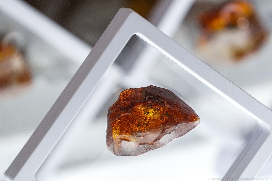 Янтарная козявка: чем закончились первые в Калининграде торги по инклюзам (фото)