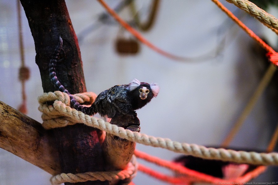 Тыква на обед, а не за билет! Показательное кормление животных в зоопарке (фото)
