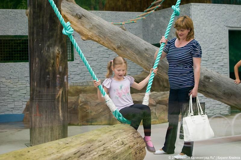 «Обезьянье счастье»: фоторепортаж «Нового Калининграда.Ru»