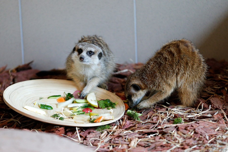 Просто милашки: в Калининградском зоопарке обживаются две самки сурикатов