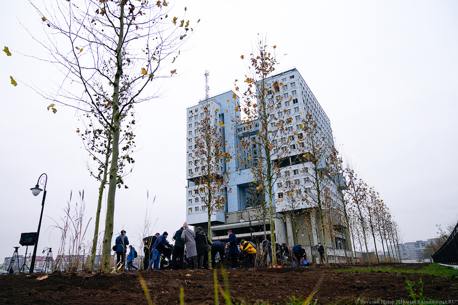 «Платанические» отношения: чиновники и бизнесмены посадили аллею у Дома Советов (фото)