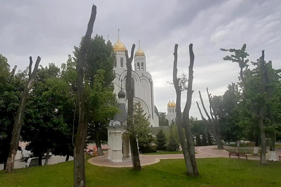 «Остолбованные» у храма на площади Победы деревья решили вырубить, они засохли
