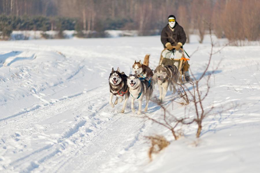 «Сказки о хаски»: фоторепортаж с тренировки ездовых собак и интервью с владельцами