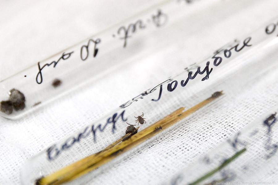 Он зловещ: клещи начали активно нападать на жителей Калининграда и области