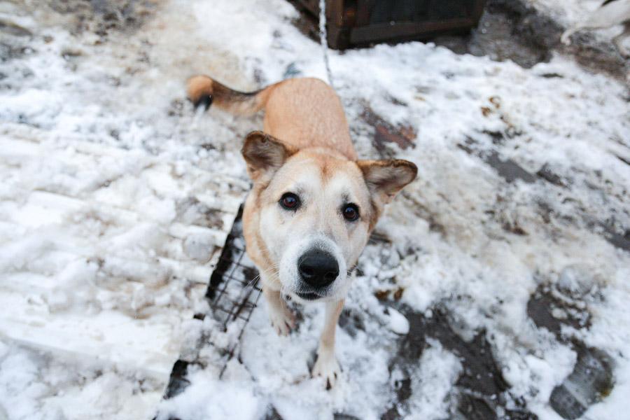 «Некуда девать»: как выглядит изнутри приют для бездомных животных