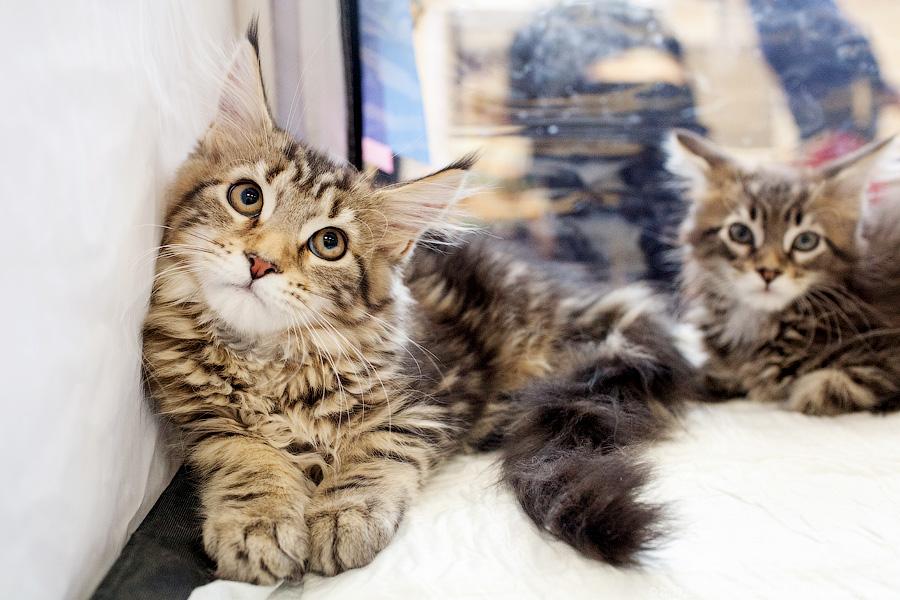 Котики. Портреты: в ДКЖ прошла выставка-продажа котят разных пород