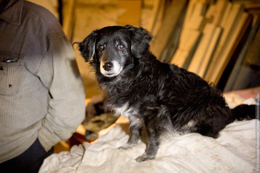 Три этажа собак: как в одной конюшне разместились 70 бездомных животных