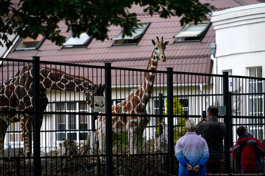 Вот компания какая: Калининградский зоопарк открыл все павильоны для посетителей