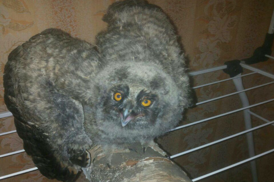 В Немане полицейский спас двух совят и забрал их домой (фото)