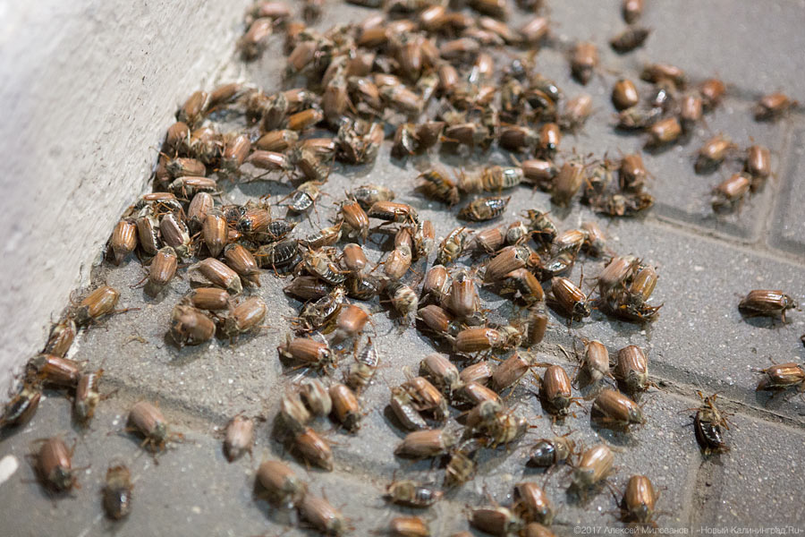 Под Калининградом — нашествие майских жуков, и их реально много