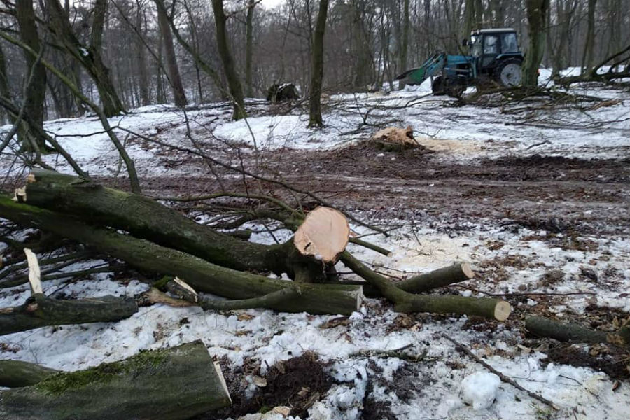 Археолог: поставить в парке Теодора Кроне шашлычную было бы преступлением