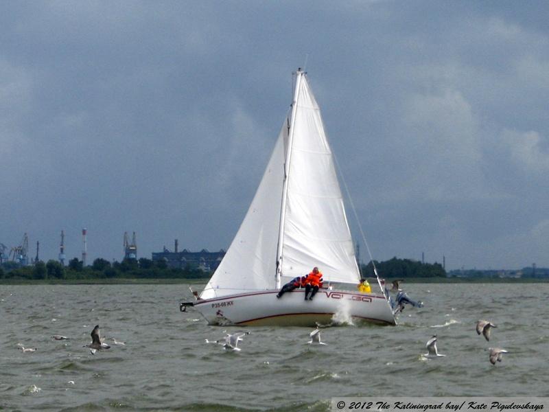 «Чемпионы залива»: репортаж с трансграничной регаты на кубок Калининградского залива