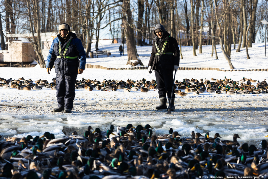 Ледяной плен: в парке Зеленоградска спасают замерзающих уток (фото)
