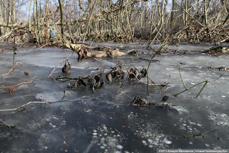 «Всех посчитали»: как происходит подсчёт диких животных на Куршской косе