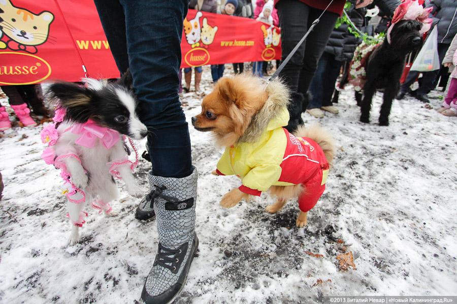 «Праздник для собак»: фоторепортаж из Ботанического сада