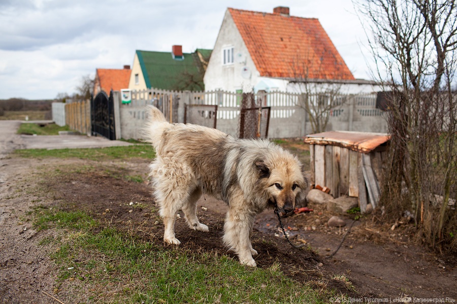 Калининградец засудил владельца собаки, покусавшей его сына