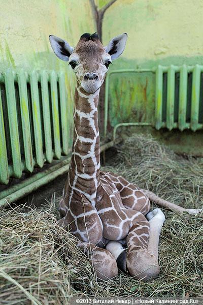 «Два метра пятен»: кормление новорожденного жирафенка