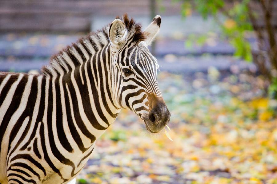 Фото: «Новый Калининград»