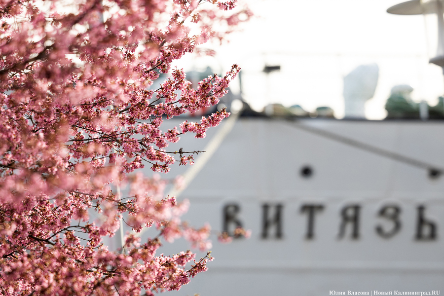 Розовое облако: в Калининграде расцвела сакура (фото)