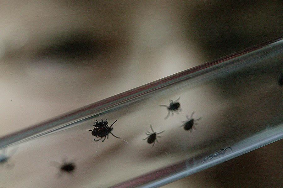 За неделю в Калининградской области от укусов клещей пострадали 185 человек