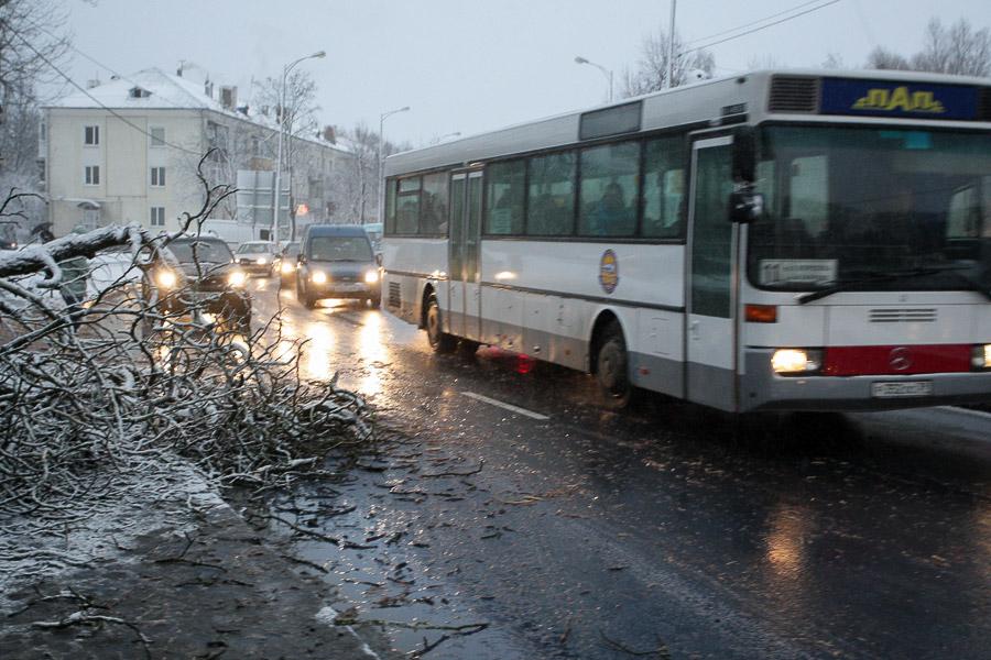 В Калининграде упавшее во время урагана дерево заблокировало движение по ул. Невского (фото)  