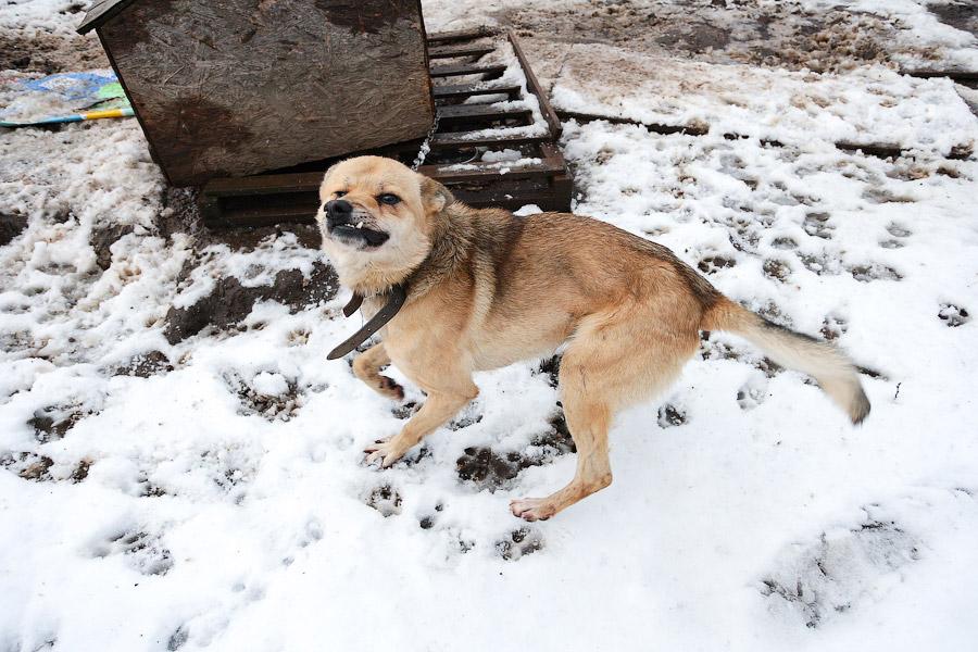 «Некуда девать»: как выглядит изнутри приют для бездомных животных