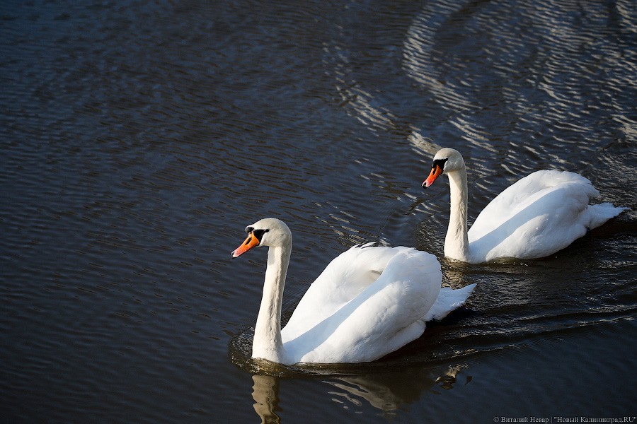 В Клайпеде установили дорожные знаки, предупреждающие о лебедях