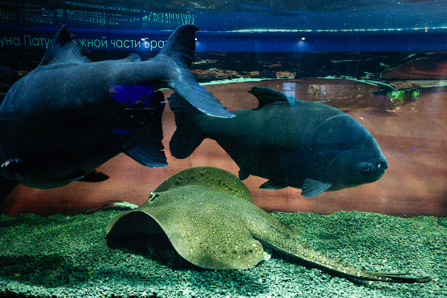 Baby Shark: в Музее Мирового океана родились «акулята-котята» (фото)