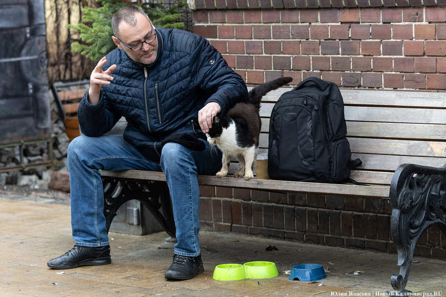 По следам кота Сергея: как сегодня относятся к бездомным животным в Зеленоградске