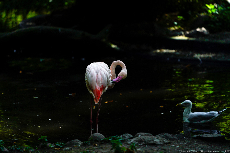 Вот компания какая: Калининградский зоопарк открыл все павильоны для посетителей