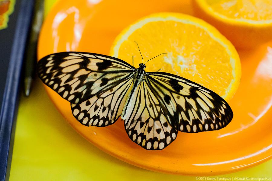 Эксперты ждут резкого снижения числа бабочек и комаров в Калининградской области