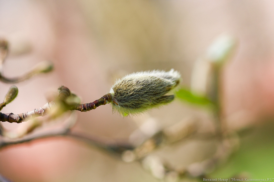 Тот, кто любит цветы: в Калининграде цветёт Ботанический сад (фото)