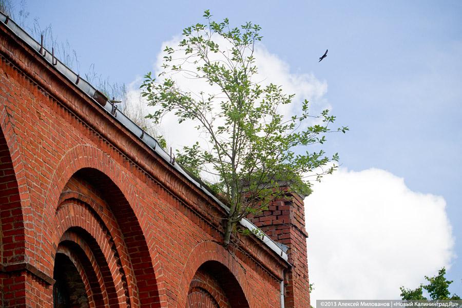 Осколки и ласточки: частично восстановленная кирха в Большой Поляне заброшена РПЦ