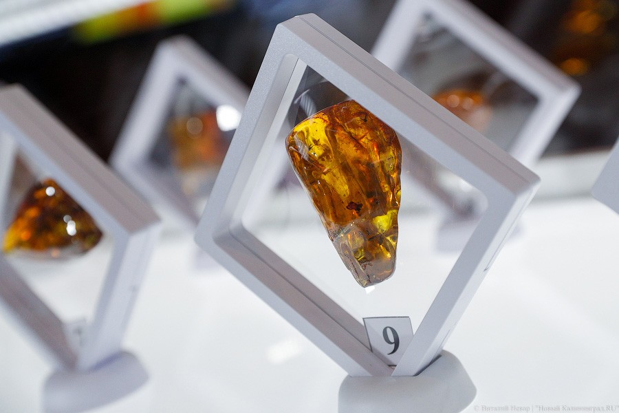 Янтарная козявка: чем закончились первые в Калининграде торги по инклюзам (фото)