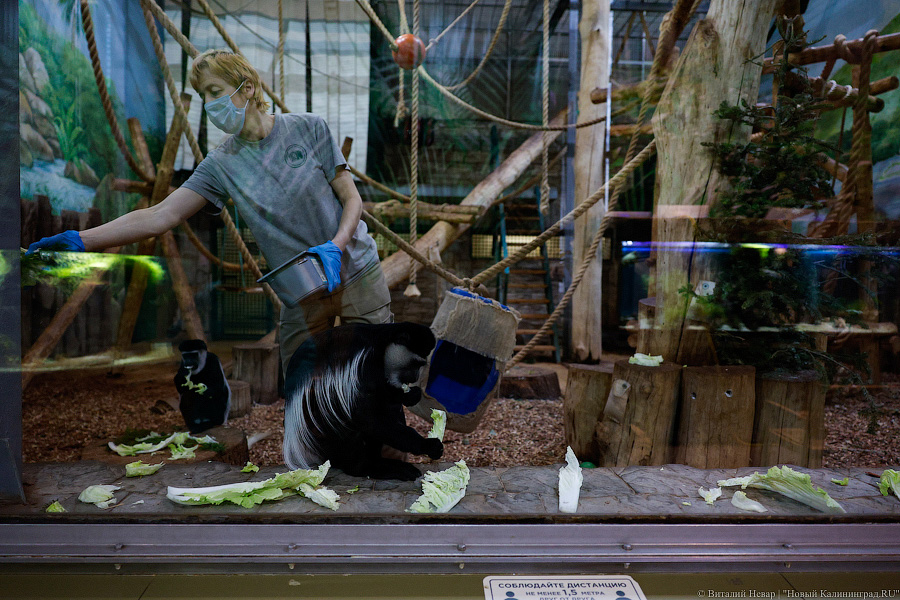 Детки Годзиллы: в Калининградском зоопарке родились колобусы (фото)