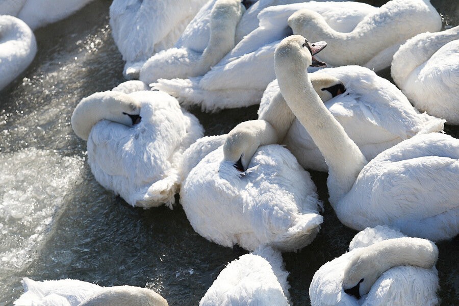 В Калининградской области полиция расследует наезд на лебедя-шипуна