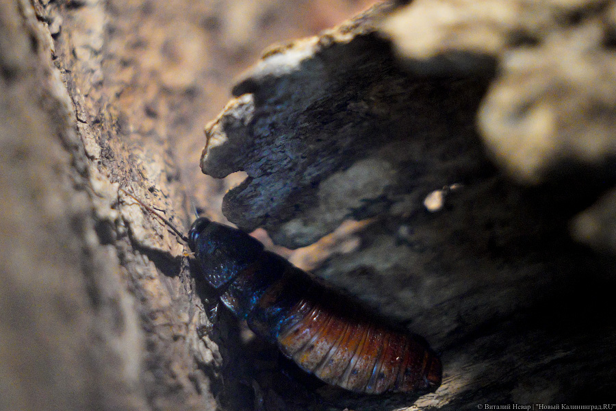 Вот компания какая: Калининградский зоопарк открыл все павильоны для посетителей