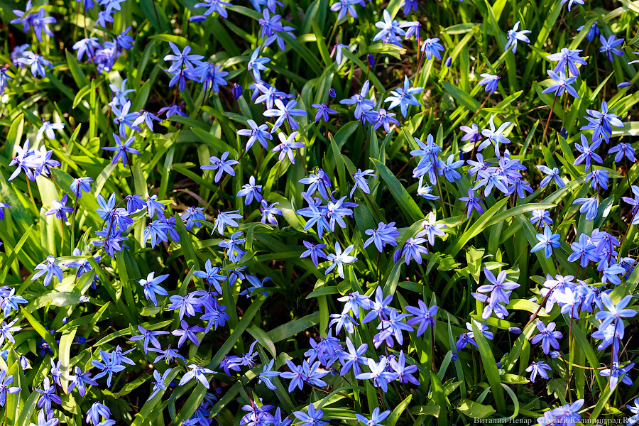 Тот, кто любит цветы: в Калининграде цветёт Ботанический сад (фото)