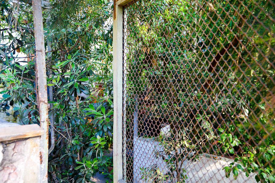 Экзотика в руинах: аварийные оранжереи Ботанического сада и их будущее