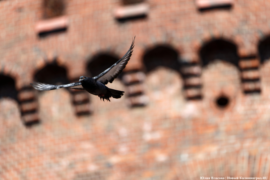 Знамя над бастионом: в Калининграде прошла реконструкция взятия башни Дона (фото)