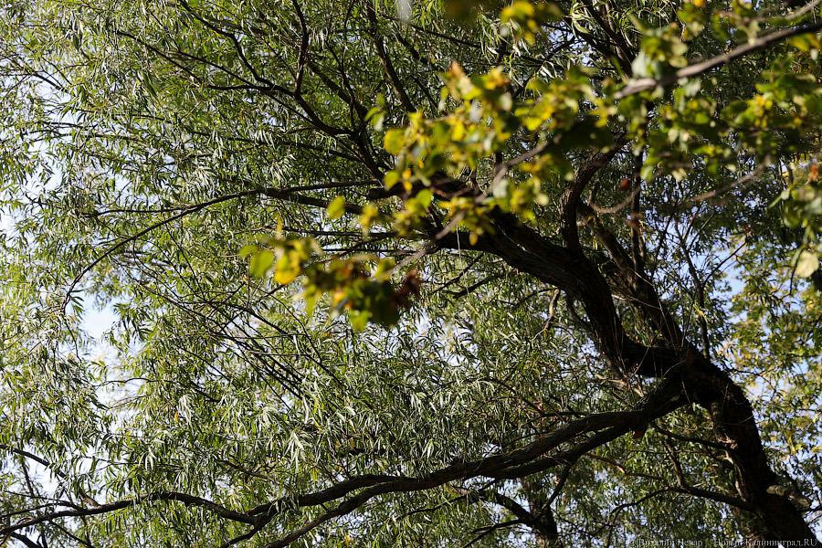 Чтобы жертв не было: власти Калининграда жалеют, что обрезали не все деревья