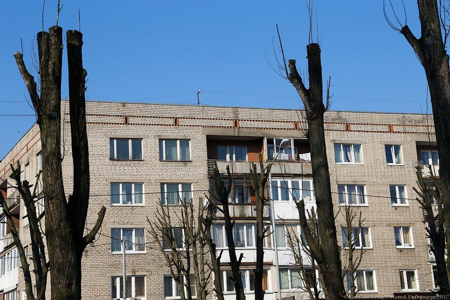 «А потом они умирают»: к чему приводит обрезка деревьев в Калининграде